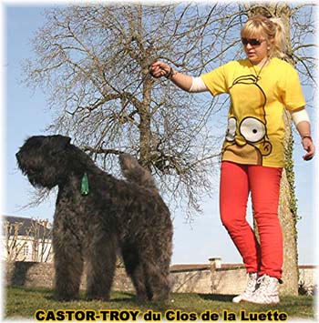 bouvier des flandres du clos de la luette - copyright d&eacute;pos&eacute;